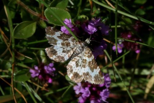 Epirrhoe tristata